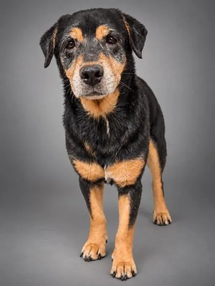 An adult medium-sized male Beagle dog named Drake for adoption in Bowling Green, KY