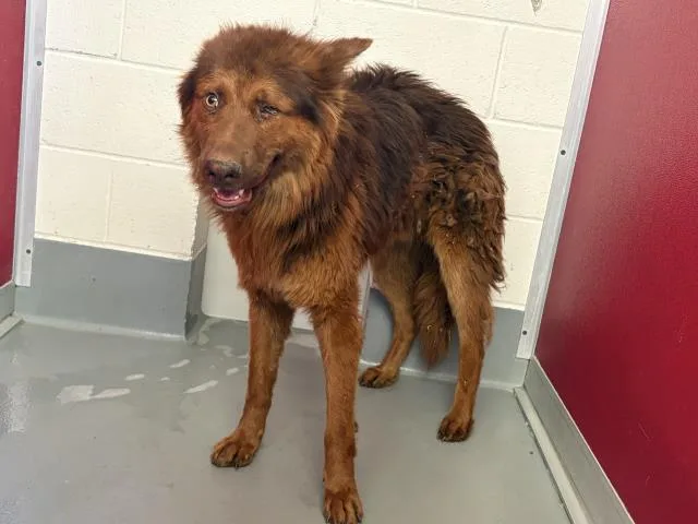 Odin