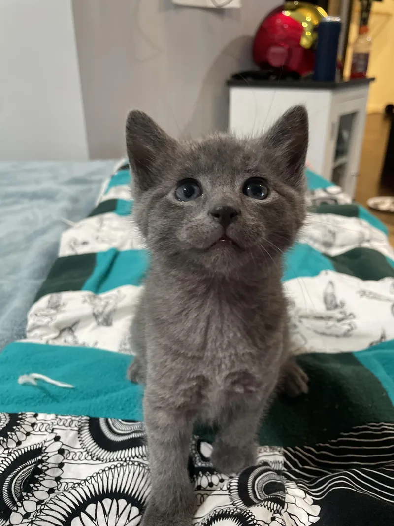 A baby medium-sized male Gray / Blue / Silver Domestic Short Hair cat named Penn for adoption in Haddon Heights, NJ
