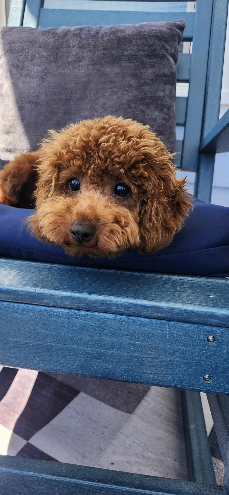 Cheeto thumbnail 2