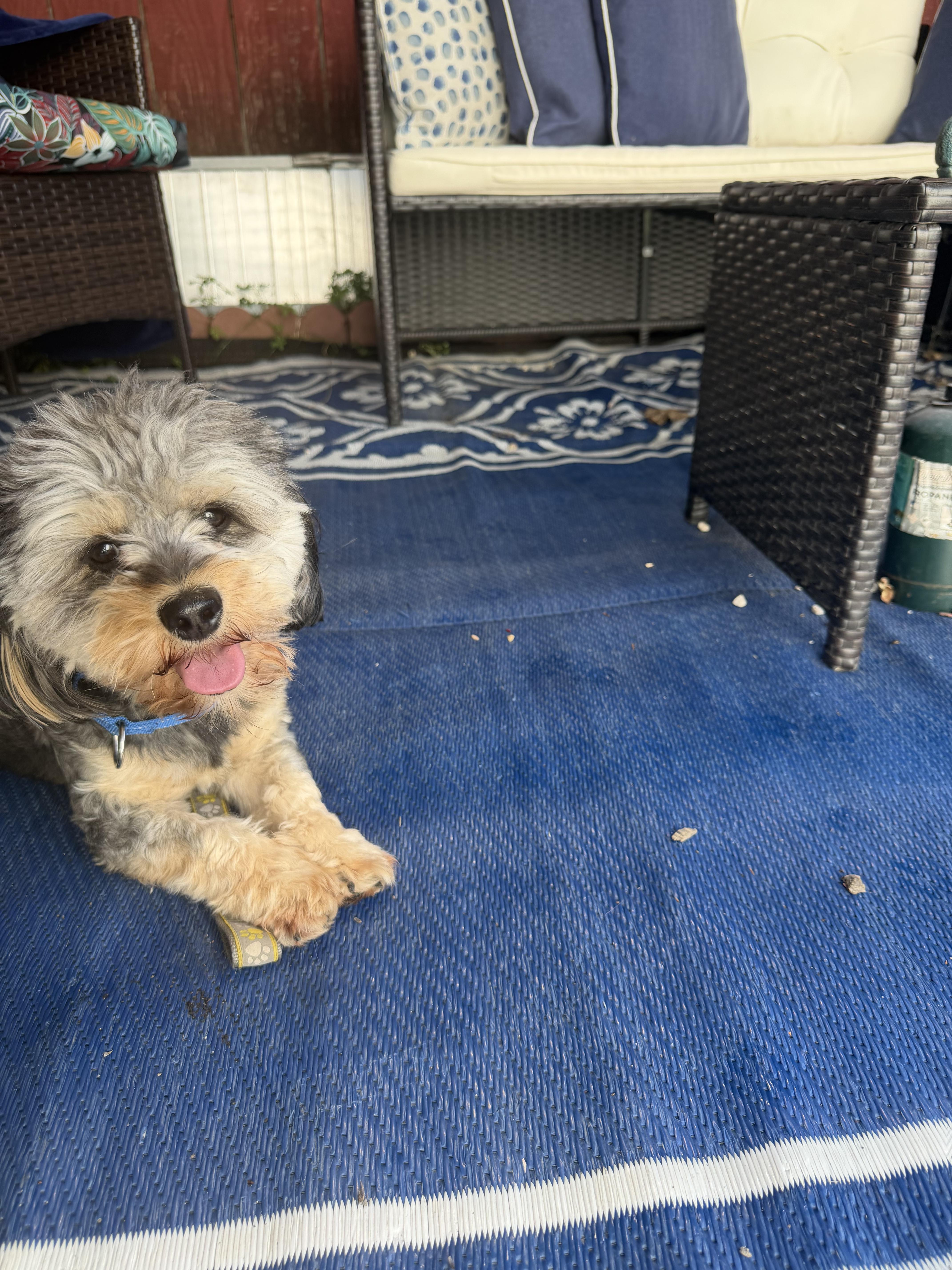 Mickshihtzuyorkshire terrier mix
