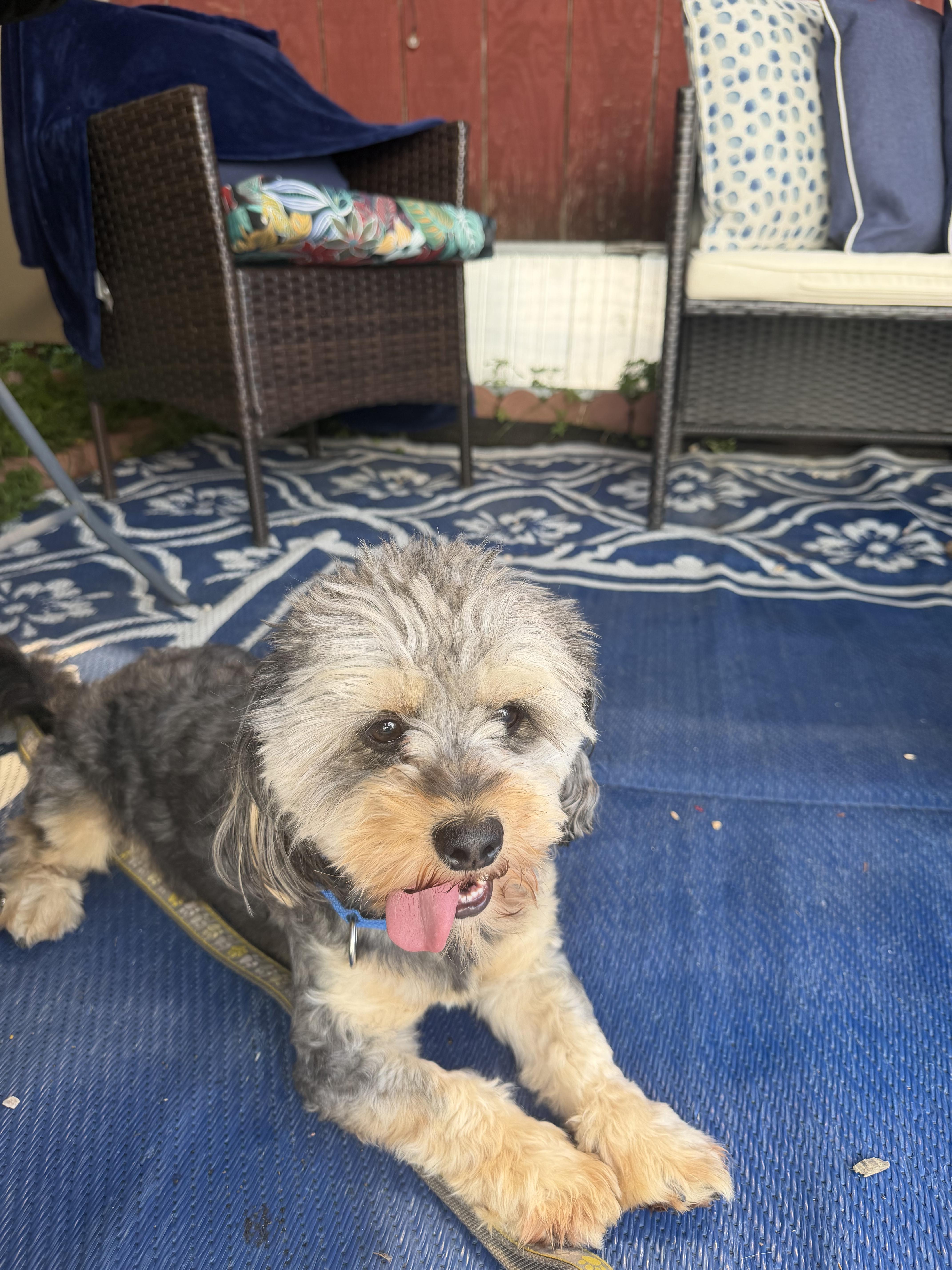 Mickshihtzuyorkshire terrier mix thumbnail 2