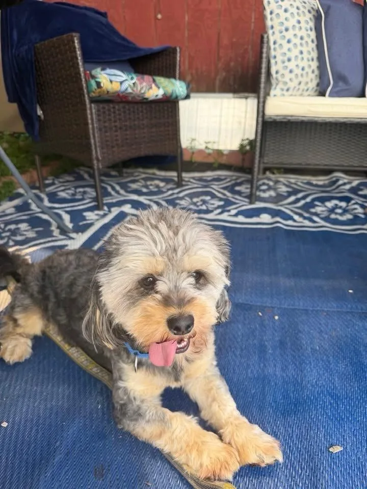 Mickshihtzuyorkshire terrier mix thumbnail 3