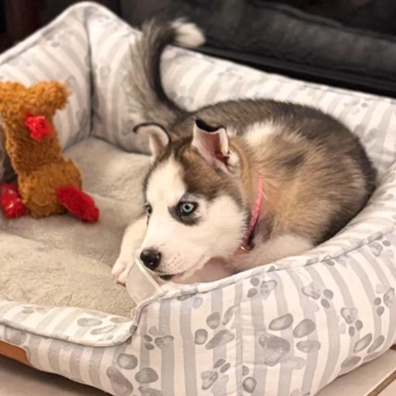 A baby medium-sized female White / Cream Husky dog named Kiya for adoption in Corpus Christi, TX