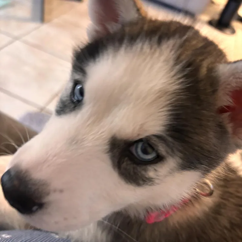 Kiya thumbnail 2