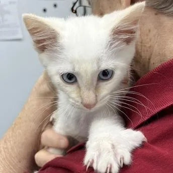 A baby small-sized male Cream / Ivory Domestic Short Hair cat named Cloudy for adoption in Pleasant Hill, CA