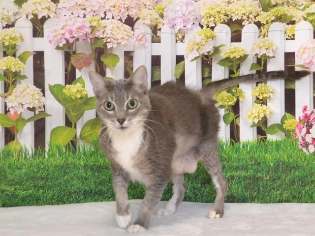 An adult small-sized female Domestic Short Hair cat named Gracie Mae for adoption in Oroville, CA