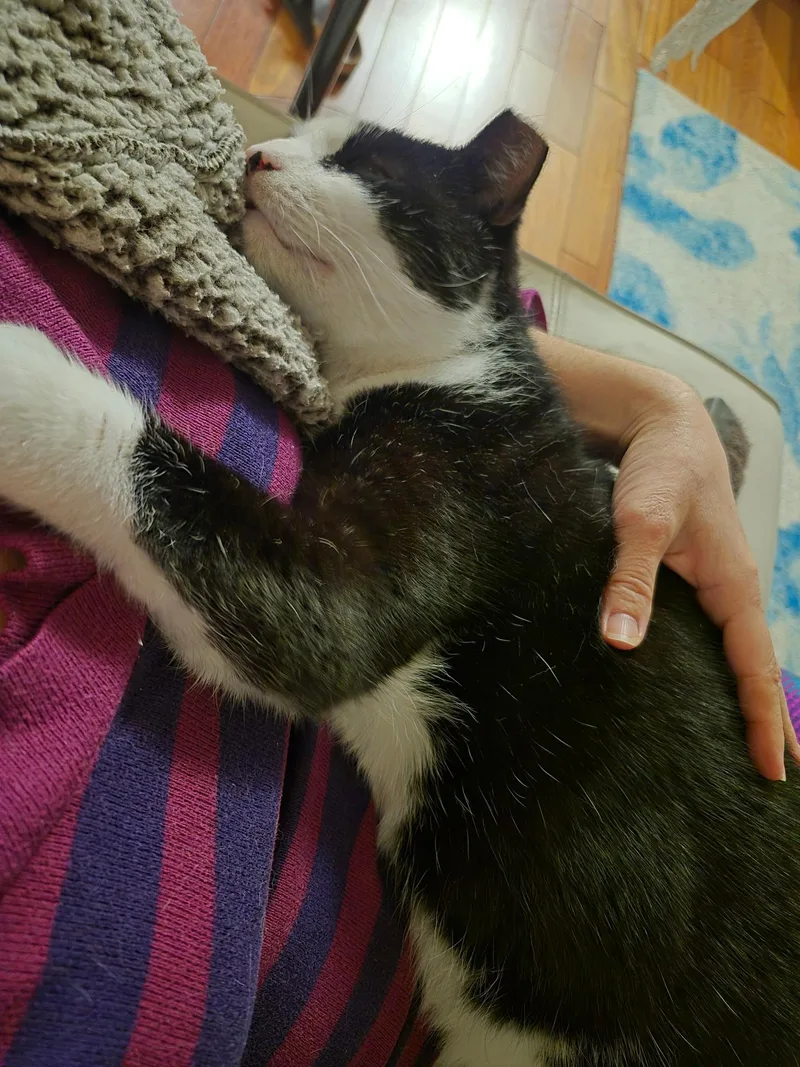 An adult medium-sized male Black & White / Tuxedo Domestic Short Hair cat named Oh Ohoreo! for adoption in Fairfax, VA