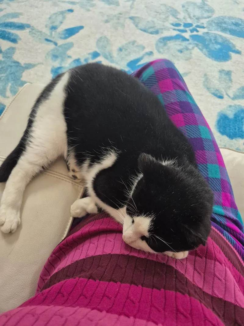 Oh Ohoreo! thumbnail 2