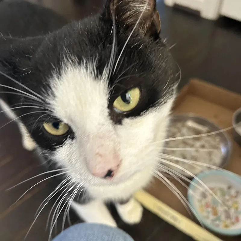 Oh Ohoreo! thumbnail 4