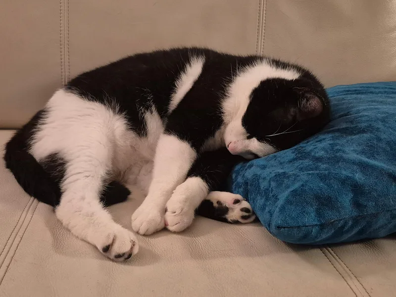 Oh Ohoreo! thumbnail 5