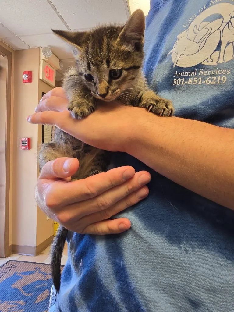A baby small-sized female Domestic Short Hair cat named Pinky for adoption in Maumelle, AR