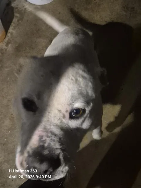 A young large-sized male American Staffordshire Terrier dog named Sir Dribbles for adoption in San Antonio, TX
