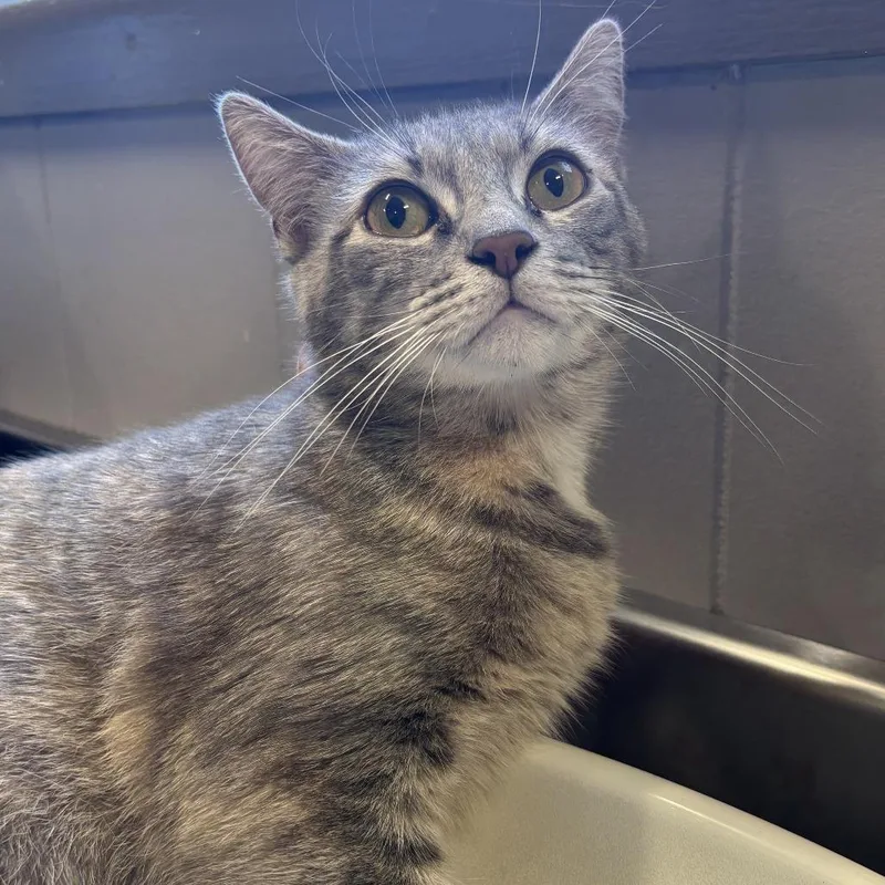 A young medium-sized female Torbie Domestic Short Hair cat named Sparkles for adoption in Wilmington, DE