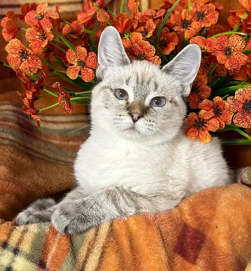 A baby small-sized male Domestic Short Hair cat named Keating for adoption in Stillwater, OK