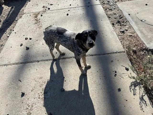 A young medium-sized female Australian Cattle Dog / Blue Heeler dog named Bluebell for adoption in Antioch, CA