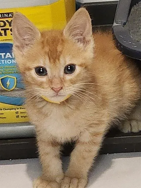 Ranger