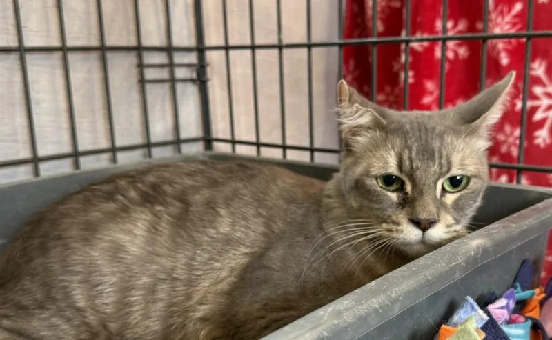 A young large-sized female Domestic Short Hair cat named Clementine for adoption in Ogden, UT
