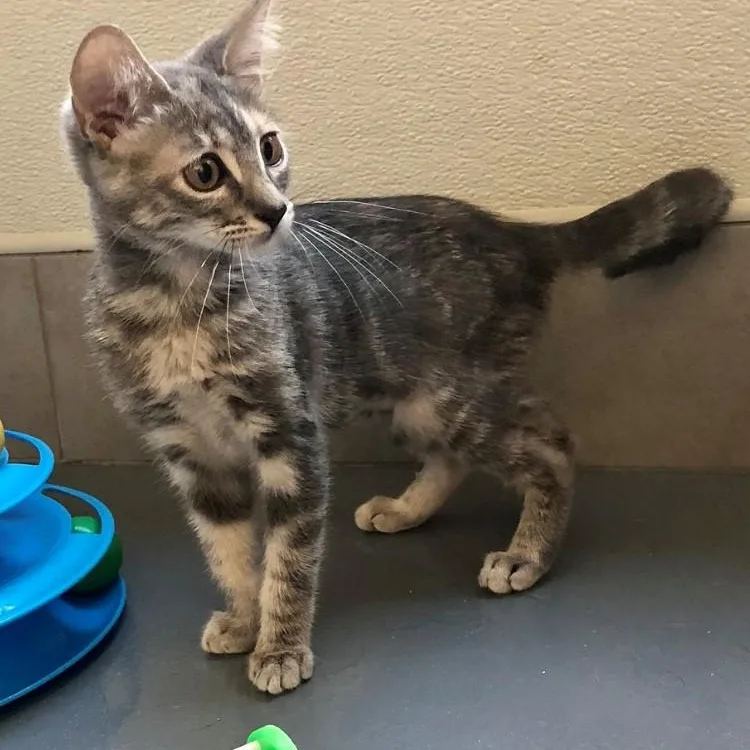 A baby large-sized female Tabby (Gray / Blue / Silver) Domestic Short Hair cat named Maple for adoption in Lodi, CA