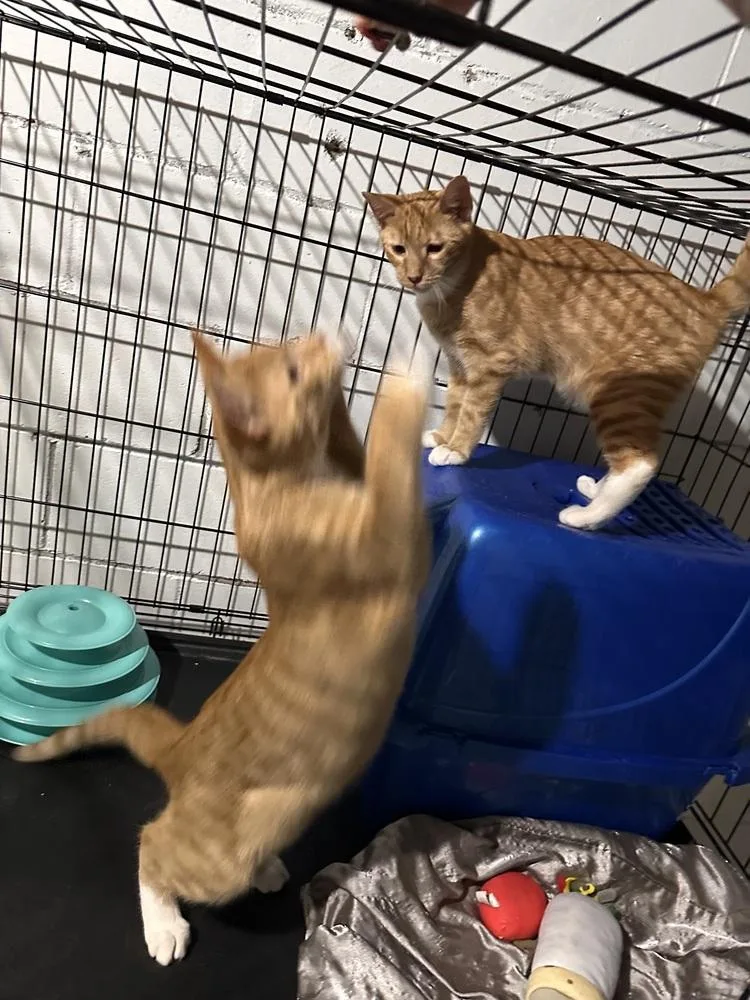 A young small-sized male Orange & White Domestic Short Hair cat named Bert and Ernie for adoption in Greensburg, PA