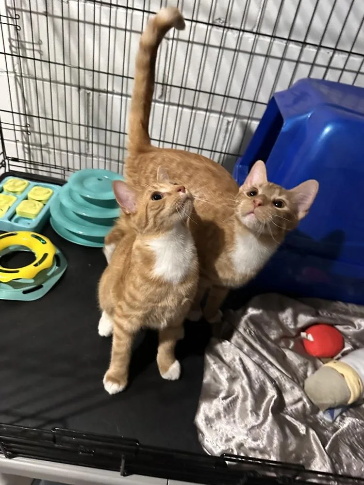 Bert and Ernie thumbnail 5