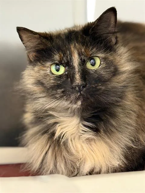 A young medium-sized female Domestic Short Hair cat named Fluff Butt for adoption in Methuen, MA