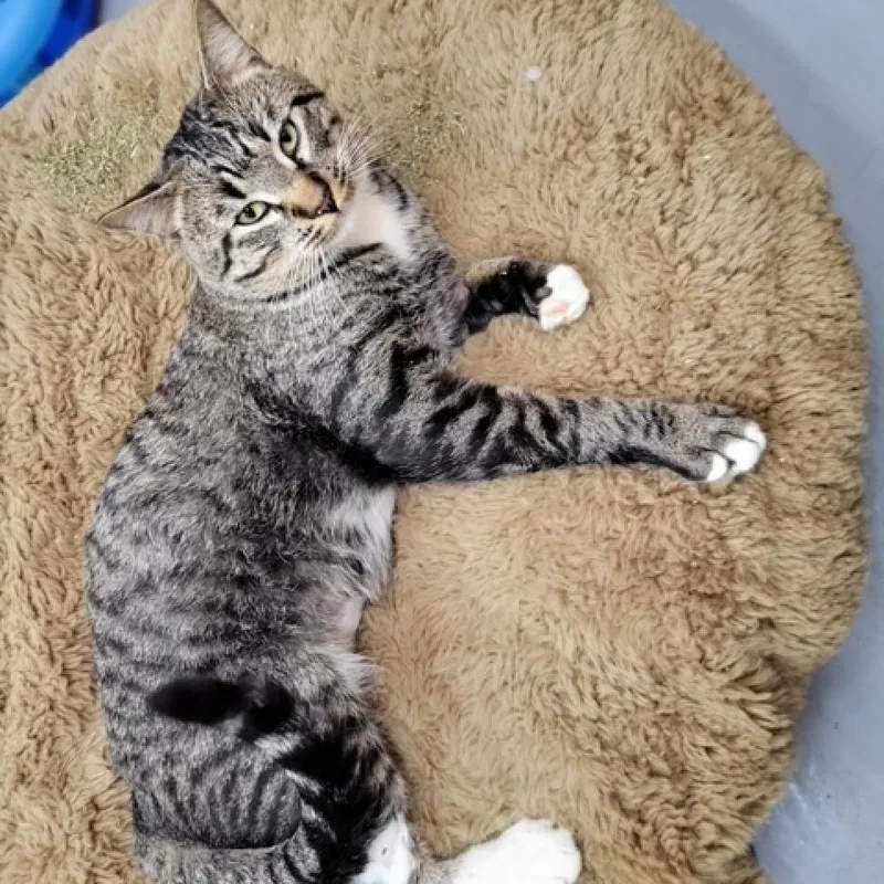An adult small-sized male Gray / Blue / Silver Domestic Short Hair cat named Clyde for adoption in Point Richmond, CA