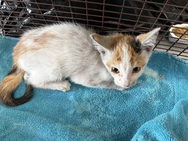 A baby small-sized female Domestic Short Hair cat named Cookie for adoption in San Bernardino, CA
