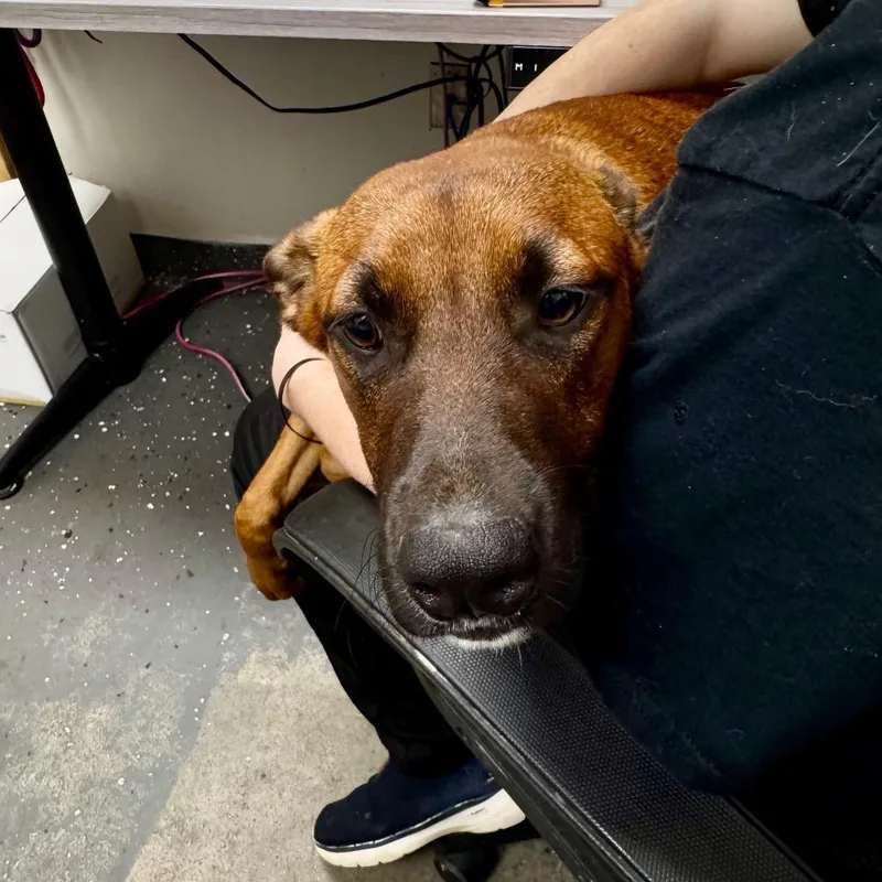 A young medium-sized male Red / Chestnut / Orange Mixed Breed dog named Red Bird for adoption in Columbiana, AL