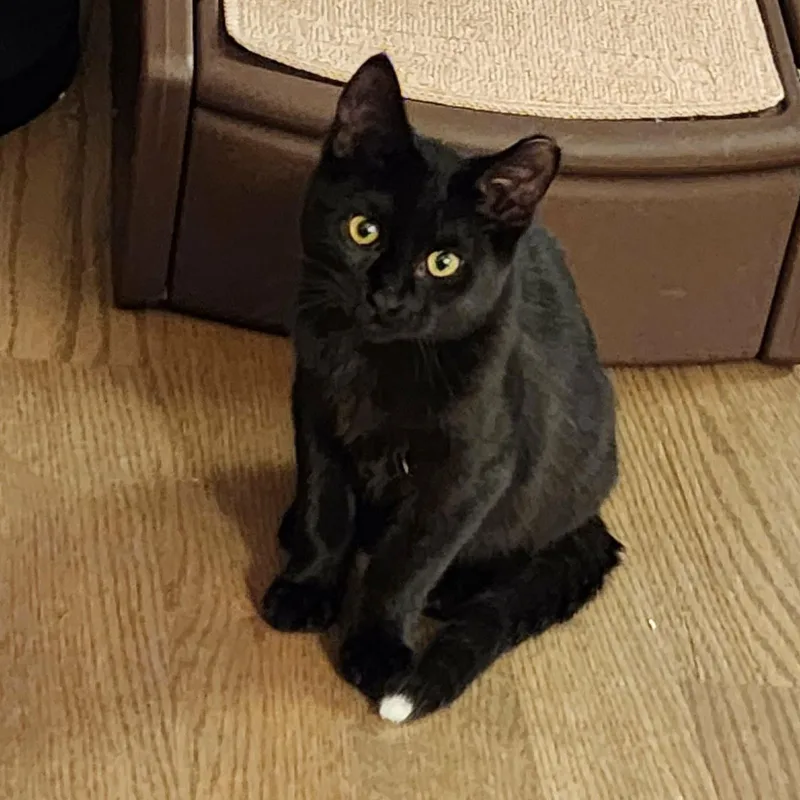 Raffolino thumbnail 2