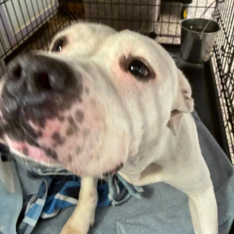 Pugsy Malone thumbnail 2