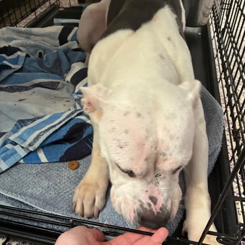 Pugsy Malone thumbnail 3