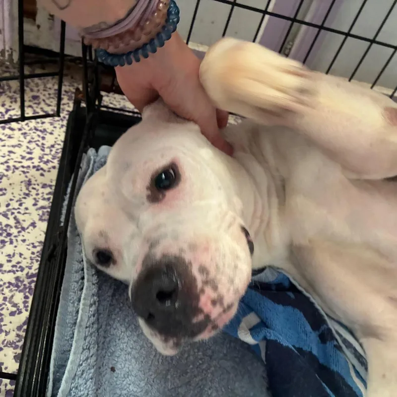 Pugsy Malone thumbnail 4