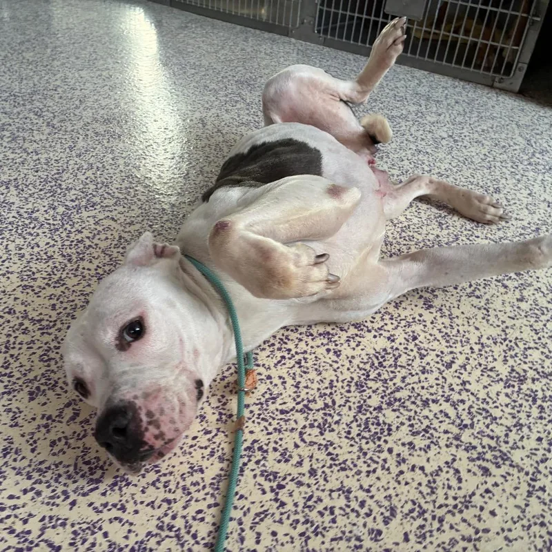 Pugsy Malone thumbnail 5