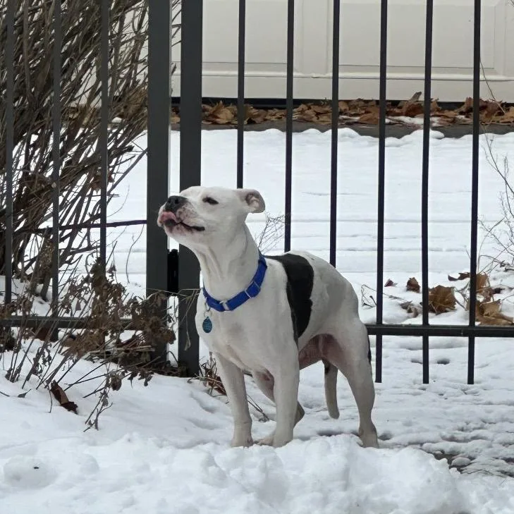 Pugsy Malone thumbnail 6