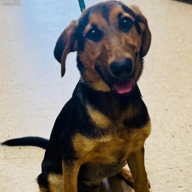 A baby medium-sized male Brown / Chocolate German Shepherd Dog dog named Jackson for adoption in Lucedale, MS