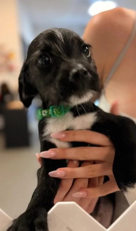A baby small-sized male Black Terrier dog named Chocolate Chip for adoption in Van Nuys, CA