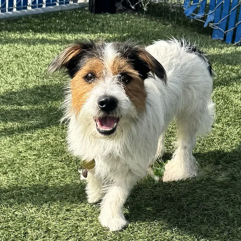A young small-sized male Terrier dog named Sherlock for adoption in Hawthorne, CA