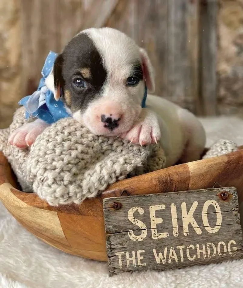 Seiko