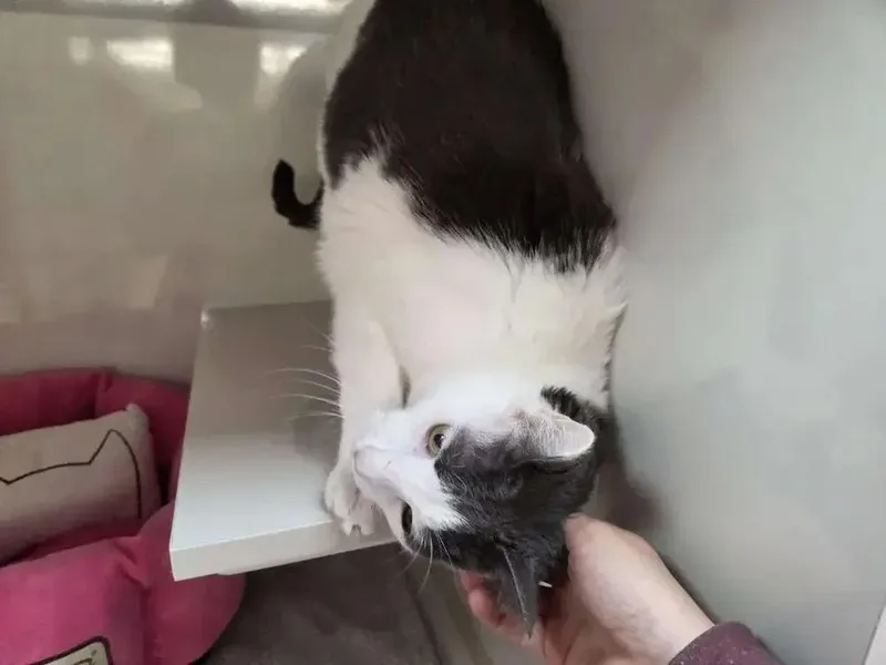 Cottontail thumbnail 2