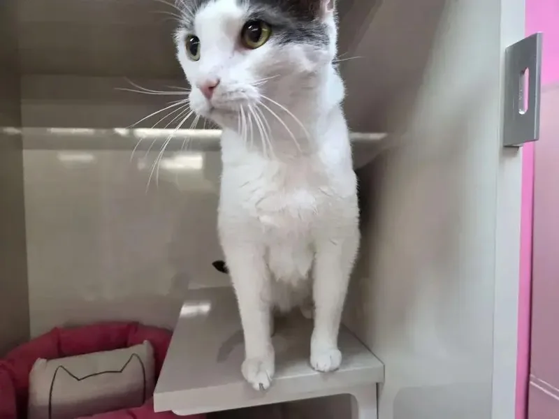 Cottontail thumbnail 3