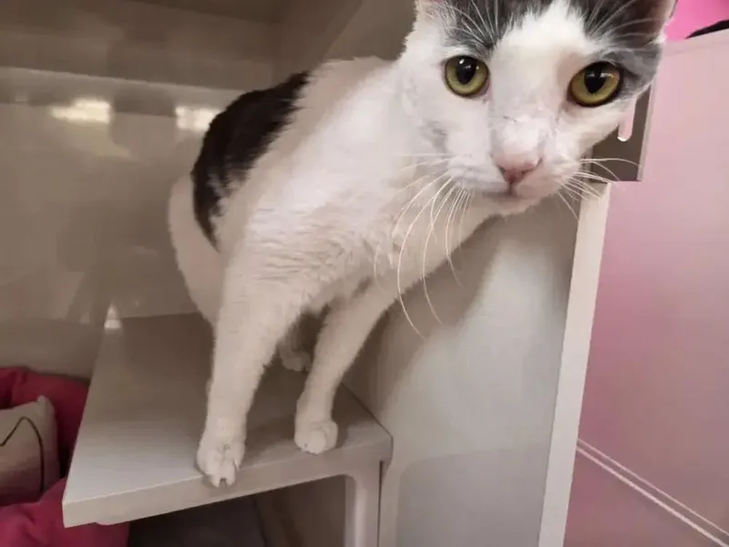 Cottontail thumbnail 5