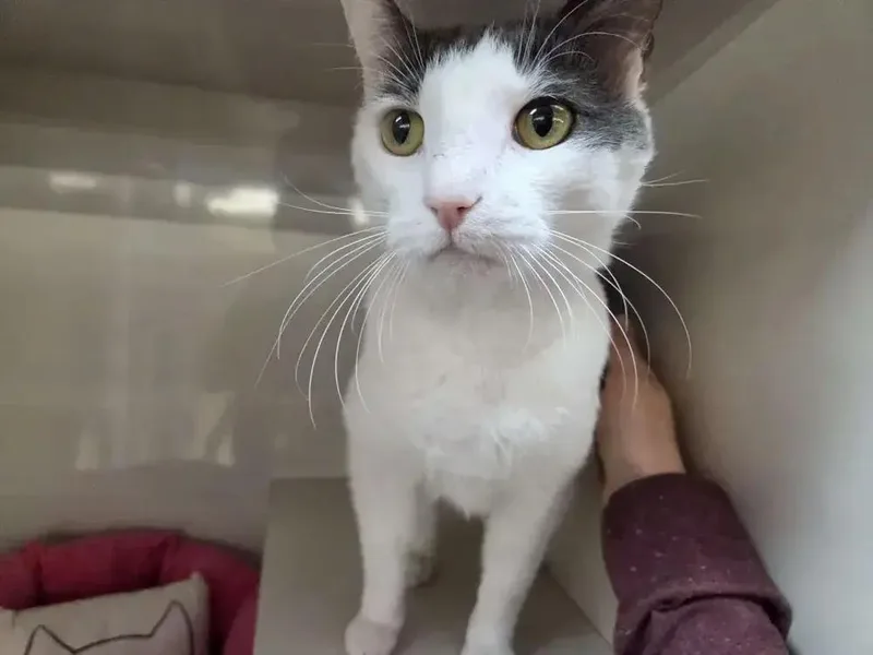 Cottontail thumbnail 6