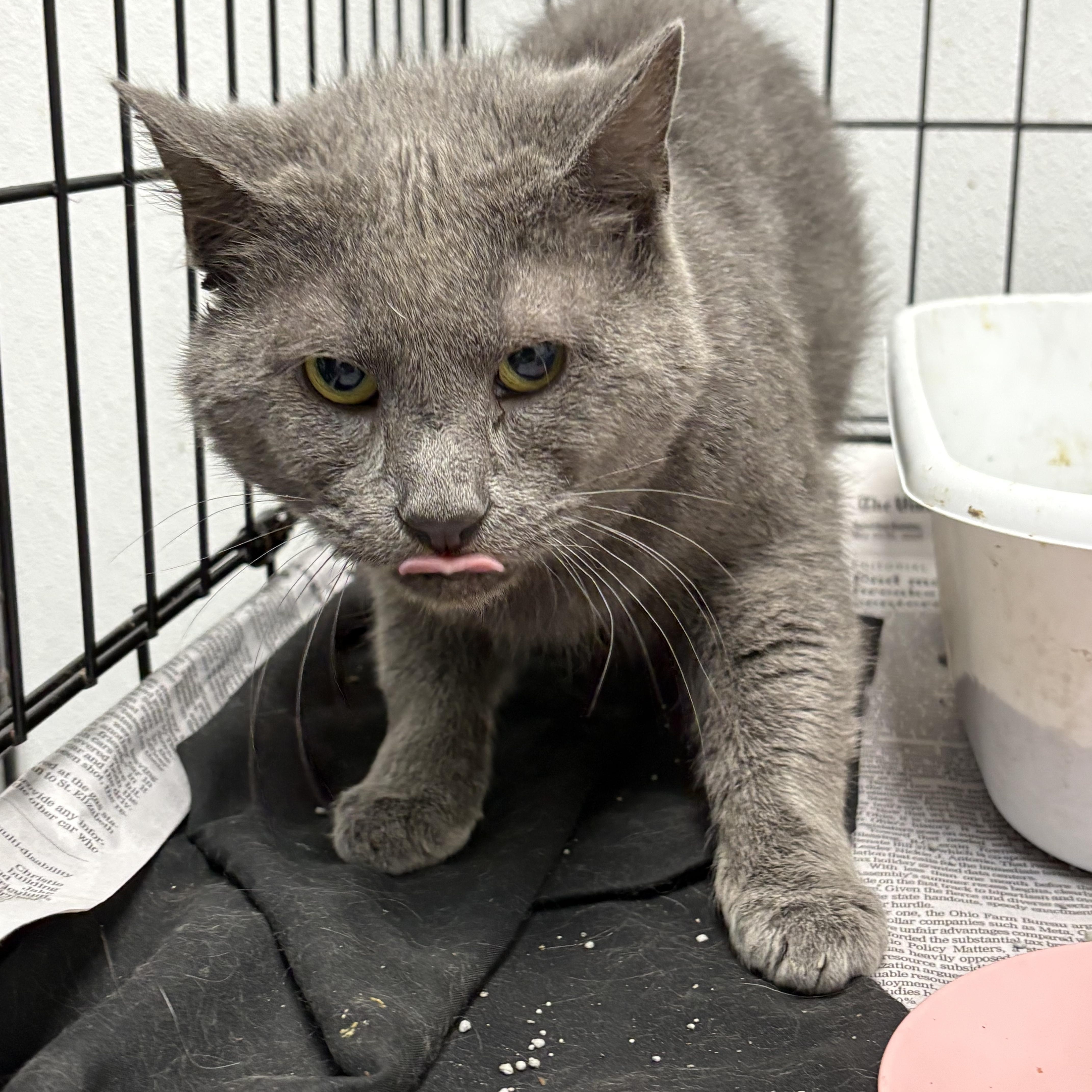 A young large-sized male Gray / Blue / Silver Domestic Short Hair cat named Handsome for adoption in Youngstown, OH