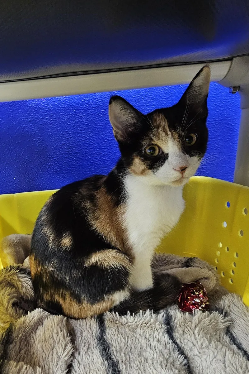 A baby medium-sized female Calico Domestic Short Hair cat named Kiwi for adoption in Dunkirk, NY