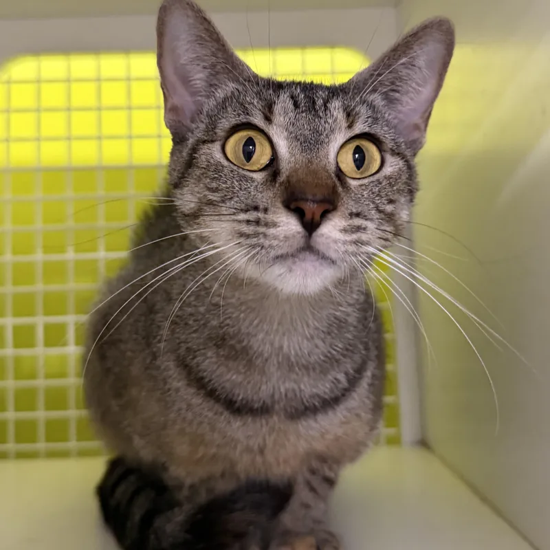 An adult large-sized female Domestic Short Hair cat named Gretta Garbo for adoption in Fort Worth, TX