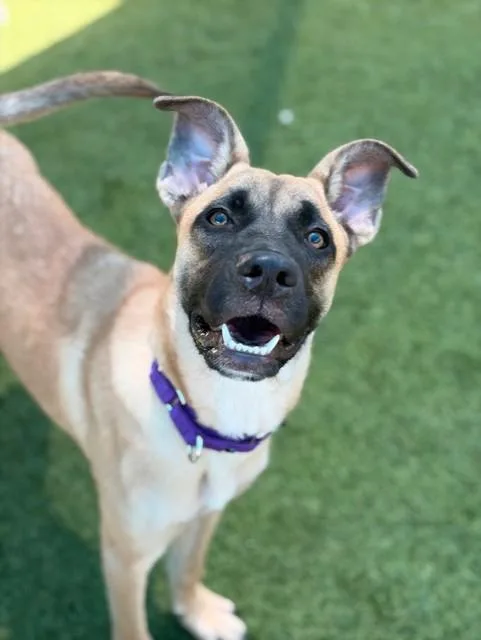 A young large-sized female Mixed Breed dog named Liv Morgan for adoption in Dallas, TX