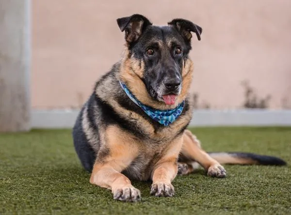 An adult extra large-sized male German Shepherd Dog dog named Napoleon for adoption in San Diego, CA
