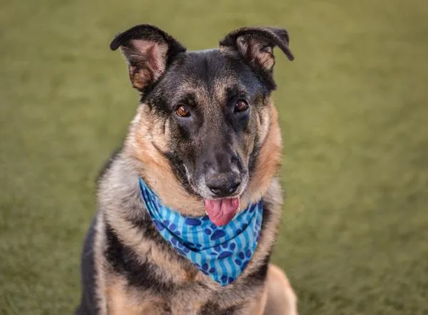 Napoleon thumbnail 2