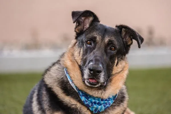 Napoleon thumbnail 3